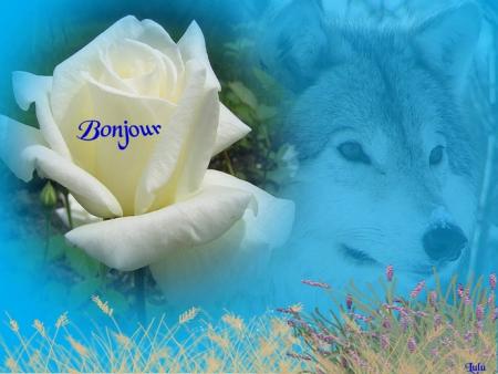 Bon dimanche mes amis