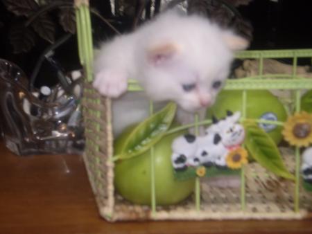 Voici Sniper notre petit chaton!!!!