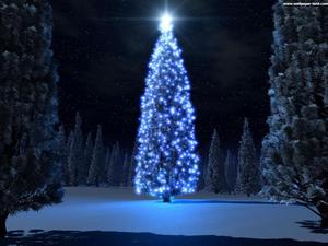 La beaut�e de noel!